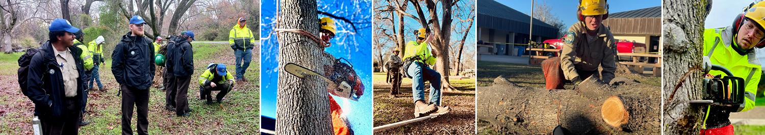 Arborist Training